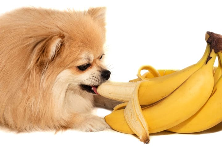Banana Dog Treats Recipes