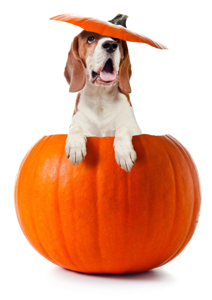 Pumpkin Dog Treat Recipes