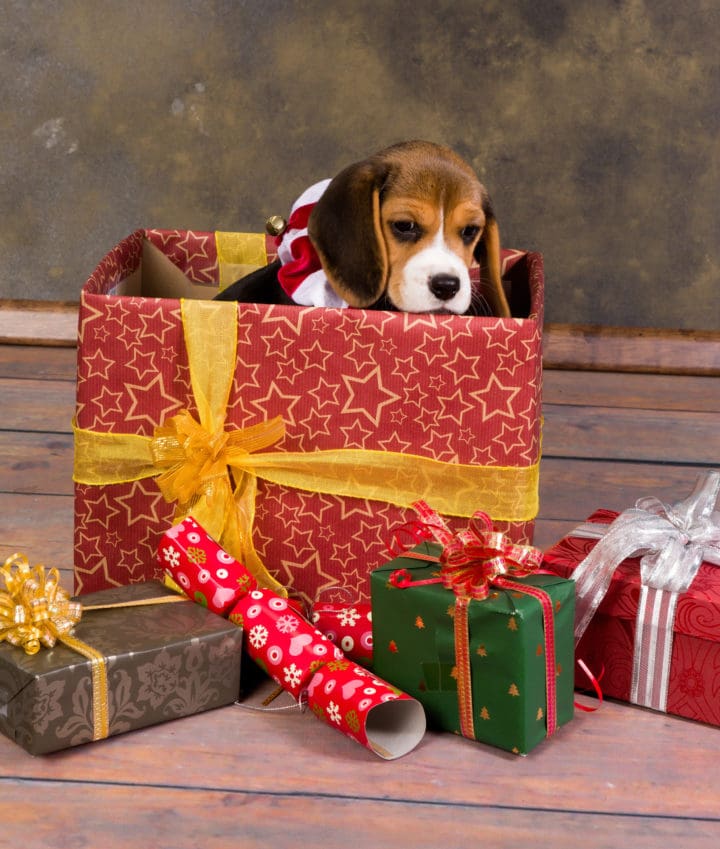 Why You Should NOT Buy a Pet as a Christmas Gift