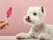 Portrait nice dog dog eating ice cream west highland white terrier crop on pink background