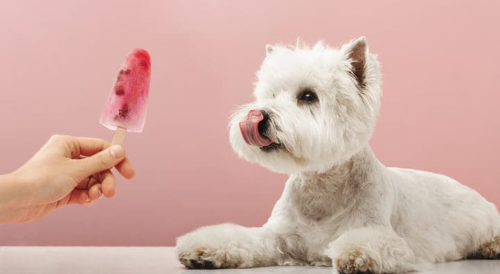 Portrait nice dog dog eating ice cream west highland white terrier crop on pink background