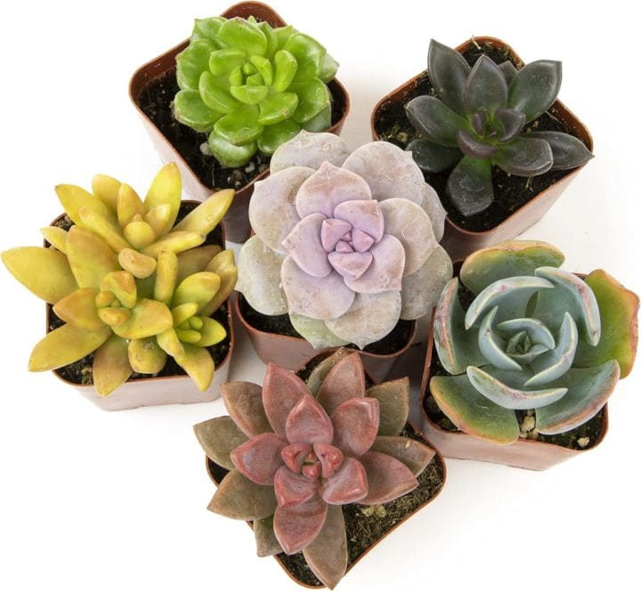 Small Gifts for Dinner Party Guests Succulents Plants Live (PK) Potted Succulent Plants Live