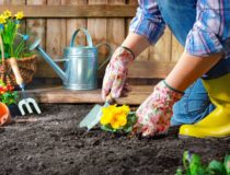 Planting flowers in sunny garden