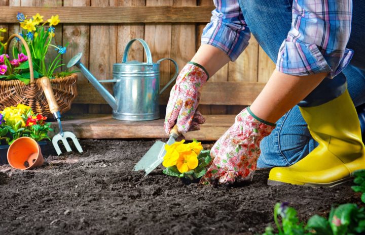 Planting flowers in sunny garden