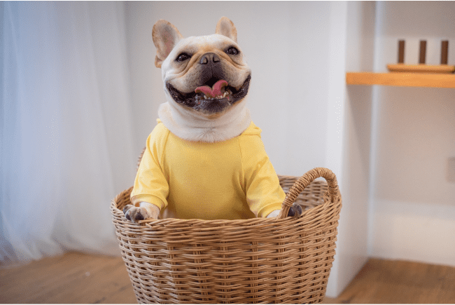 Latest Fashion Trends in Pet Clothing Industry