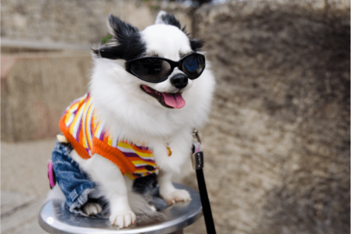 Latest Fashion Trends in Pet Clothing Industry