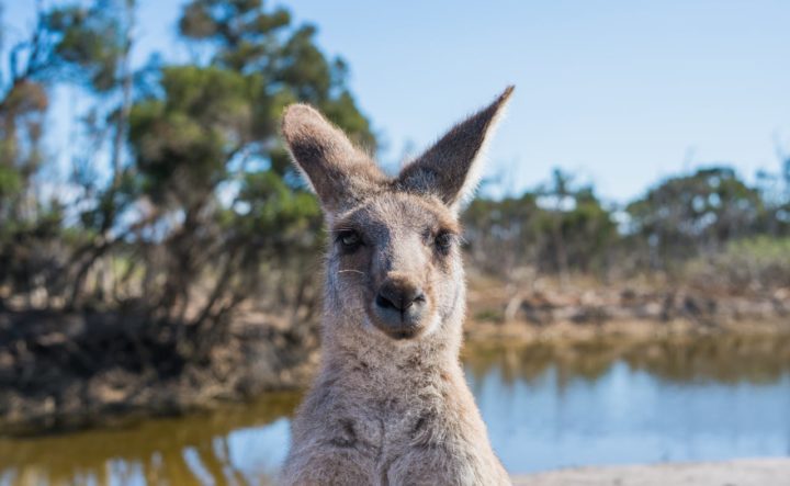 Australia Travel Guide