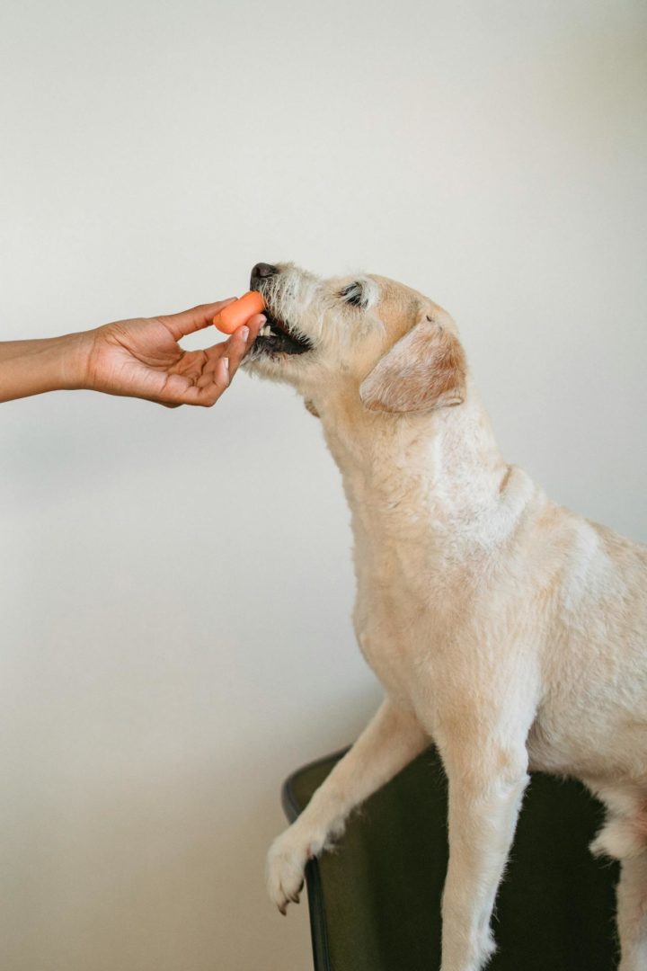 Toxic Foods for Dogs Toxic Foods for Dogs