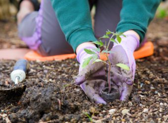 Starting Your Own Garden